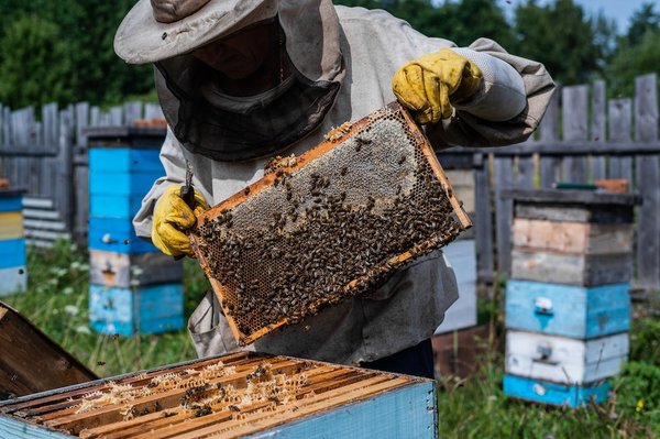 Quels sont les avantages de l'apiculture en milieu urbain pour la biodiversité locale ?